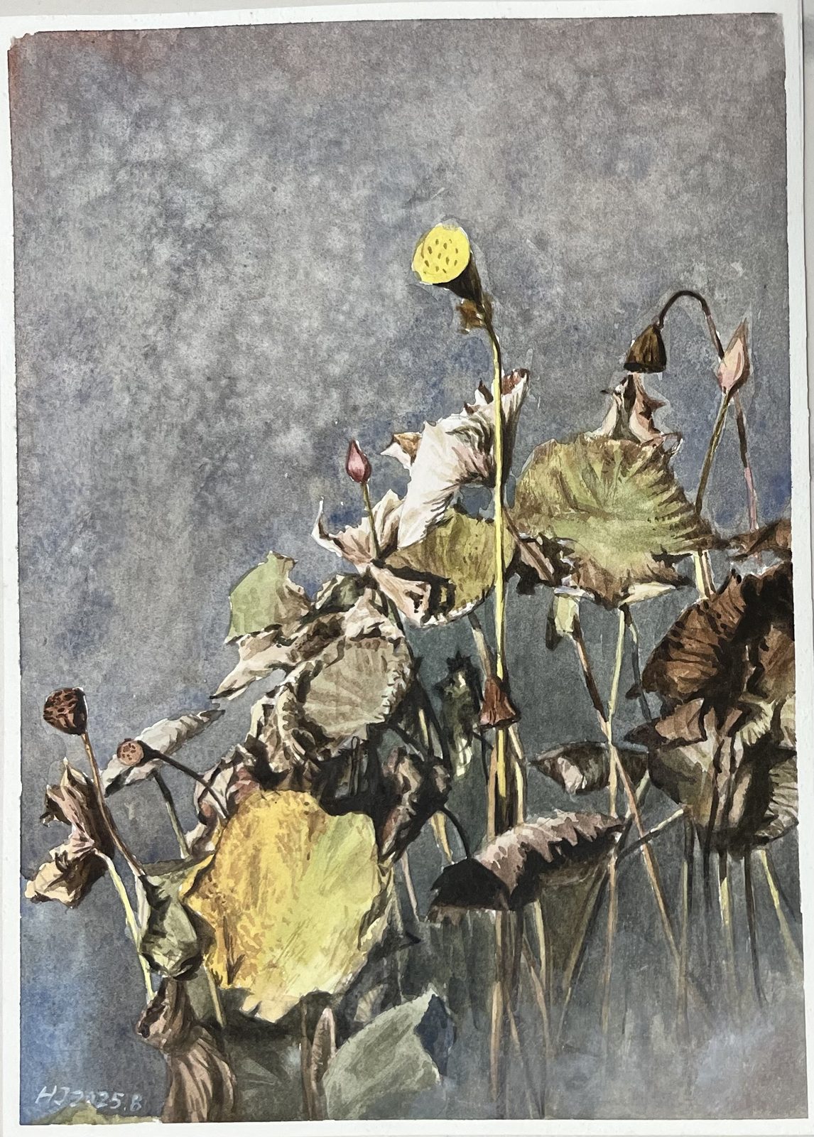 Watercolor of withered lotus leaves and a seed pod